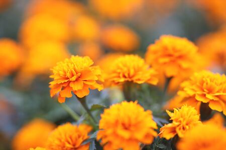 Marigolds Tagetes erecta, Mexican marigold, Aztec marigold, African marigoldの写真素材