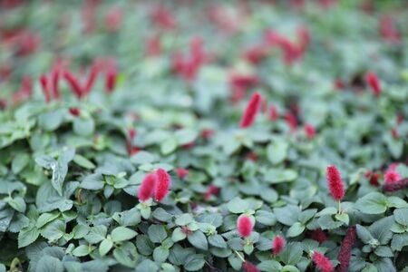 the nature theme of plants of the back ground