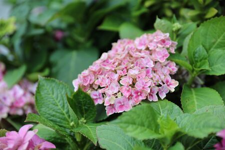 2 feb 2020 Hydrangea, soft focus, Beautiful flowers. Beauty in nature. の写真素材