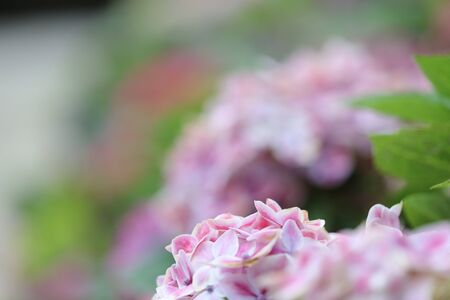 hortensia flower close up. Artistic natural background. flower in bloom in spring

の写真素材