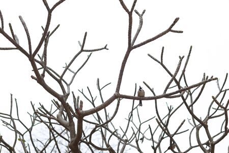 a sparrow sitting on leafless branches and pecking twigs winter.の写真素材