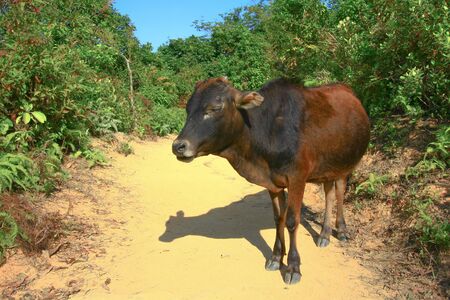 Hoi ha Wan. sai kung hong kong  30 Nov 2008の写真素材