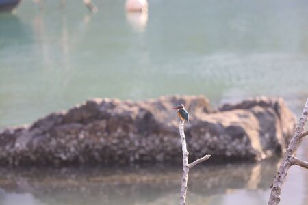 a Kingfishers or Alcedinidae are a family of small to medium sizedの写真素材