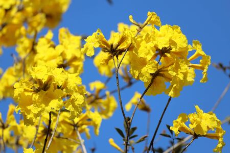 Beautiful Tabebuia chrysantha  blossom blooming on tree