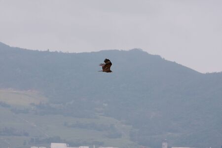 the eagle in the flight at hong kong 23 april 2008