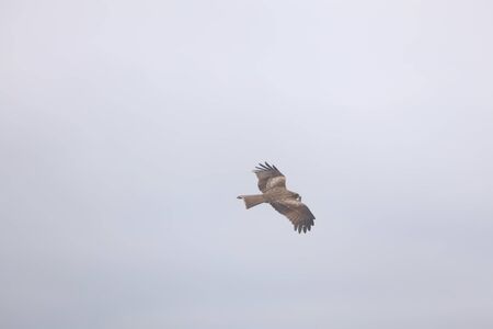 the Eagle in the sky. the spring time at hong kong