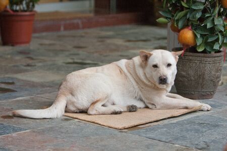 a dog at the out door with nature back ground