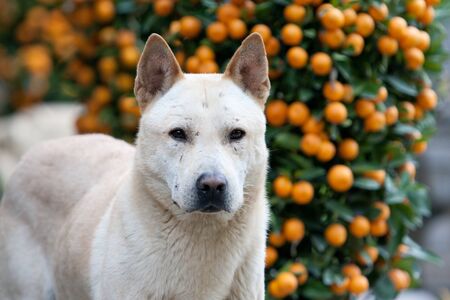 a dog at the out door with nature back groundの写真素材