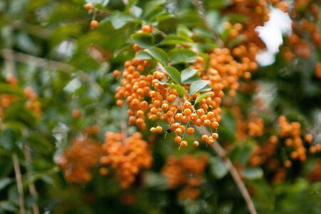 7 Feb 2008 the nature theme of spring at hong kongの写真素材