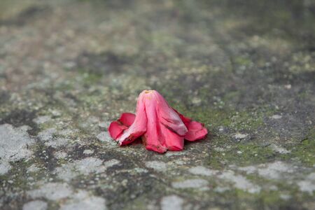 7 Feb 2008 the nature theme of spring at hong kongの写真素材