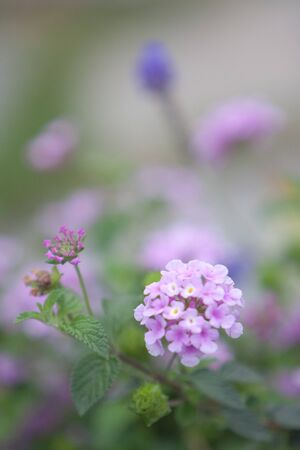 Beautiful, Flower show  at Victoria Park. hong kong 21 March 2008の写真素材