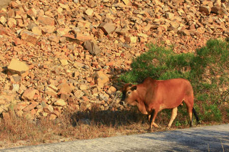 the Island Reservoir, Sai Kung, Hong Kong.  16 Nov 2008のeditorial素材