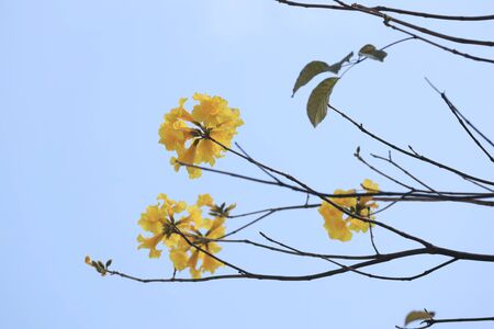 Beautiful Tabebuia chrysantha blossom at hong kong