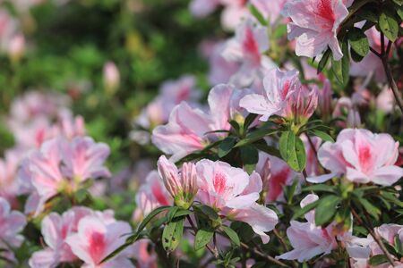 beautiful rhododendron flower in the spring garden.の写真素材