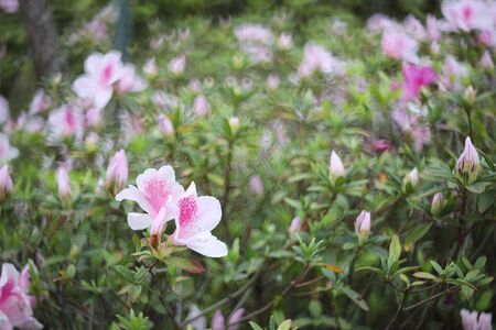 A beautiful rhododendron flower in the spring garden.

の写真素材