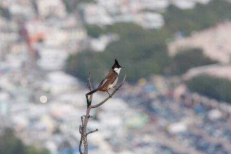 Red whiskered bulbul. at nature , hong kong  24 March 2008 の写真素材