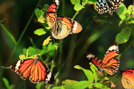Tai Tam reservoir in Hong Kong Island 15 Nov 2008 の写真素材
