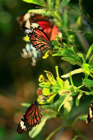 Tai Tam reservoir in Hong Kong Island 15 Nov 2008 の写真素材