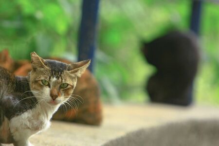 the area of west central district at hong kong 8 Nov 2008の写真素材