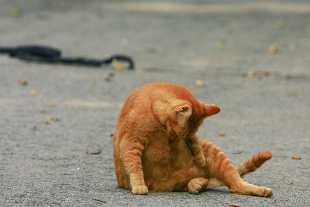 the area of west central district at hong kong 8 Nov 2008の写真素材