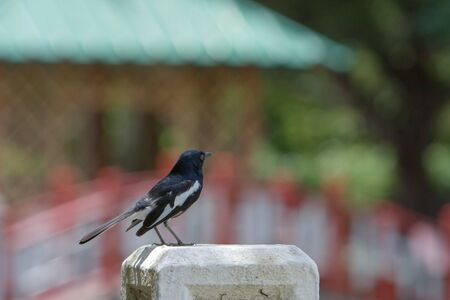 Willie Wagtail, Rhipidura leucophrys, perched on outdoor