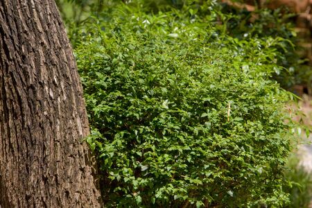 a tree or plants on the nature at outdoor 9 June 2008 の写真素材