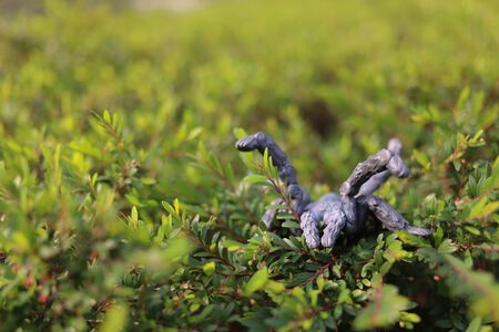 the  big scale toy spide on the outdoor 
