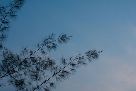 the nature of Beautiful gold sunet behind tree.の写真素材