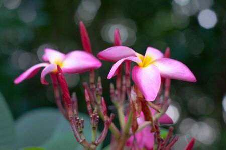 a Plumeria flower in full bloom frangipaniの写真素材