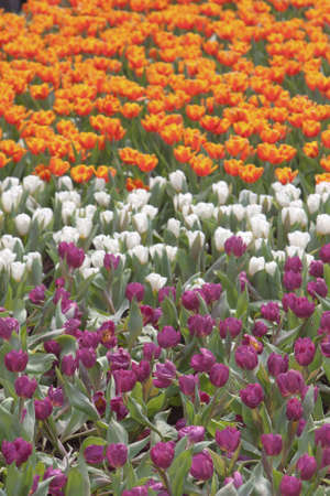 21 March 2008 Beautiful, Flower show  at Victoria Park. hong kongのeditorial素材