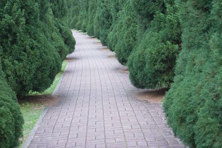 the forest landscape scene with green hill path roadの写真素材