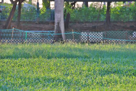 a Lush green grass meadow background at the parkの写真素材