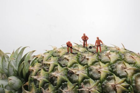 the mini figure worker, harvesting in pineapple plantations.の写真素材