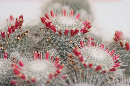 Flowers and plants in Hong Kongの写真素材