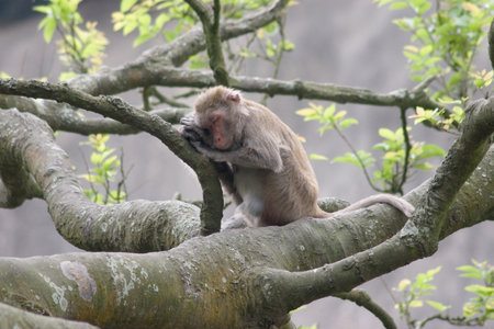 monkey at the Kowloon Reservoir, hong kongの写真素材