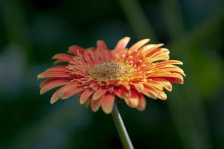 gerbera daisy flower-Barberton daisy, Transvaal daisy, Gerbera jamesonii.