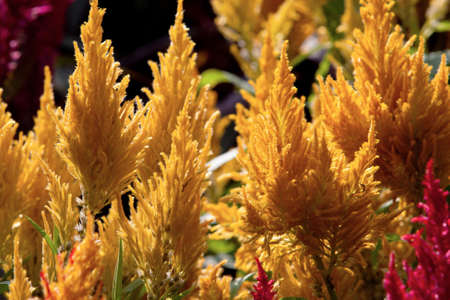 a amaranth field. colorful flowers back groundの写真素材