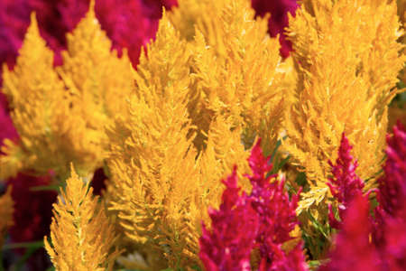 a amaranth field. colorful flowers back ground