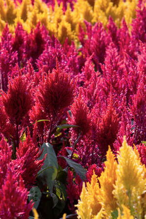 a amaranth field. colorful flowers back groundの写真素材
