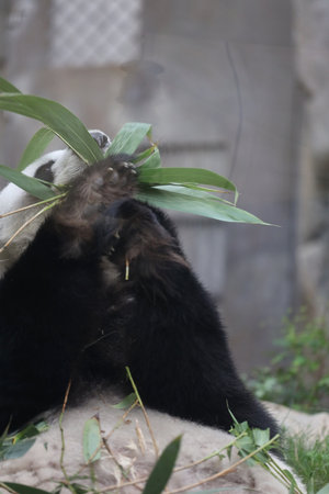 the Giant Panda, a Panda Eating Bamboo