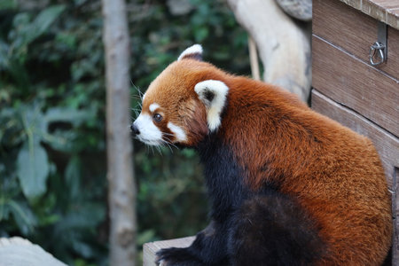 a red panada at the zoo of day timeの写真素材