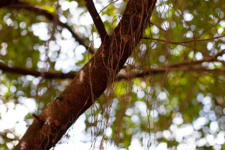 a nature of landscape of plants at hong kong