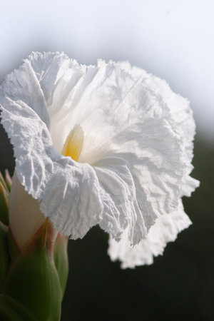 white flower blossom with. Isolated on nature background