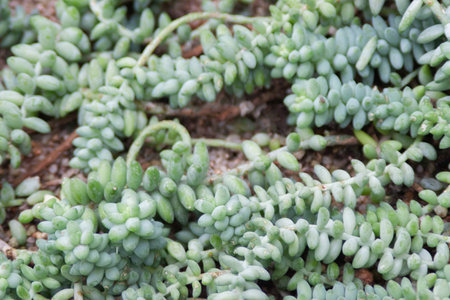 a Nature green leaves with raindrop background textureの写真素材