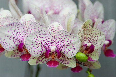 Beautiful flower garden. beautiful orchids, spring dayの写真素材
