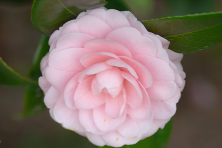 a double pink bloom, with darker stripesの写真素材