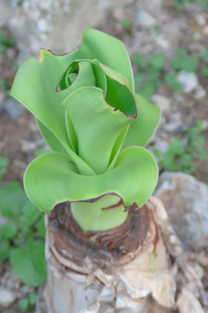 nature background with green plant at outdoorの写真素材