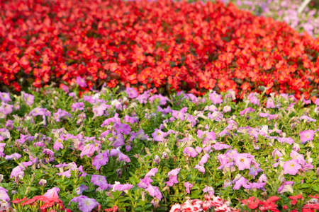 a Tricolor pansy flower plant natural back ground,