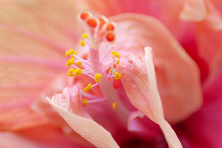 a Big flower of hibiscus and the green leaves at the background.の写真素材