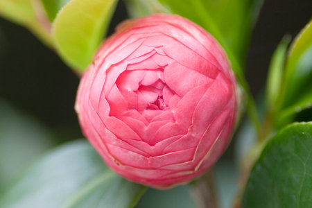 a pink of flower Camellia Debutante japonica